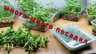 ПОСАДИЛ ПОДСОЛНУХИ, ЛЮЦЕРНУ И ВЫСТАВИЛ ГОРОШЕК! #13