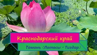 Краснодарский край. Тамань. Долина лотосов. Ахтанизовский лиман. Грязевой вулкан Тиздар. 2024