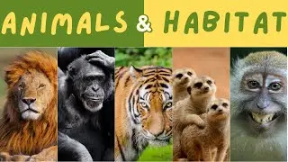 Wild Wonders: Animal Habitats Quiz 4 Kids