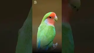 Most Colorful Birds | Breathtaking Nature | Wonderful Bird Songs | Stress Relief & Healing