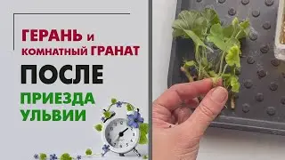 Вредители на растениях. Что произошло после обработки инсектицидами