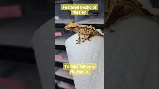 Any 90s kids who grew up on pop punk in the Gecko Family?? What was your go to band in high school?