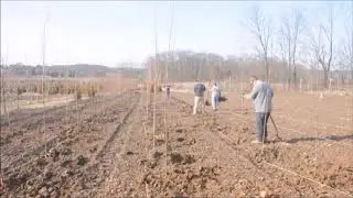 Planting Large numbers of Red Maple Tree Whips   How we do it