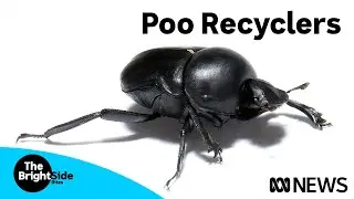 These dung beetles are turning poo into free fertiliser for Australian farmers | ABC News