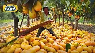 Mangoes Farms' HARD WORK! This is How They Grow and Harvest MILLIONS of Mangoes