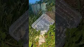Пьяный ёжик ушел домой 🦔 
