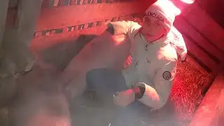 Девочке 10 лет и она помогает папе кормить поросят и собаку.