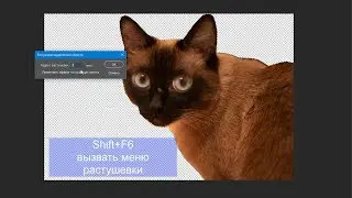 Photoshop 2021. Обзор инструмента лассо.