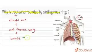 Why is trachea surrounded by cartilaginous rings ?