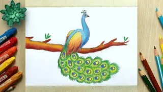 Peacock Drawing | How to draw a peacock step by step easy | Peacock Bird Drawing