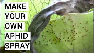 How To Make Aphid Spray