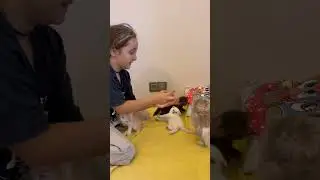 Taş kağıt makas kediler benim 🐱 #shortsvideo #shortvideo #shorts #short