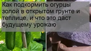 Как подкормить огурцы золой в открытом грунте и теплице, и что это даст будущему урожаю