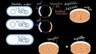 Insertional inactivation (two antibiotic selectable markers) | Biotechnology | Khan Academy