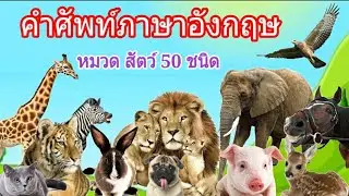 คำศัพท์ภาษาอังกฤษ เรื่องสัตว์ต่างๆ พร้อมวีดีโอรูปภาพและคำอ่าน | เหมาะสำหรับอนุบาลและเด็กเล็ก