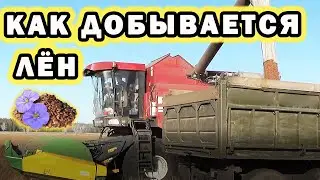 Как добывается лён на полях Алтая. Осенняя уборка урожая 2021, нелёгкий труд деревенских крестьян