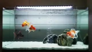 Top 10 Amazing Goldfish Tank | Beautiful Goldfish Aquariums 2021