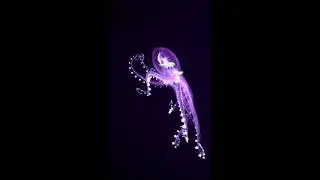 floating squid color