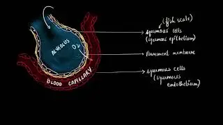 Alveoli - site of gaseous exchange | Breathing and exchange of gases | Biology | Khan Academy