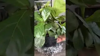 Fiddle Leaf Fig Soil Propagation