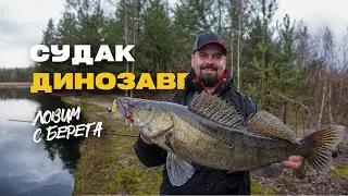 Ловля Судака Весной с берега Где искать и На что ловить?