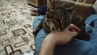 The cat bites the hand that smells of bleach, and loves it