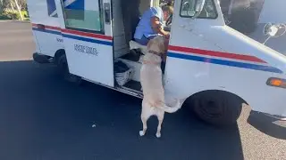 Labrador Retriever Greeting Our Mail Lady Every Day Never Gets Old