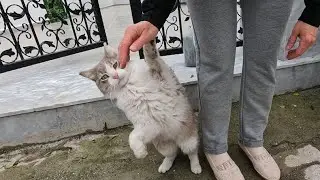 Smoke cat is incredibly eager to be petted today