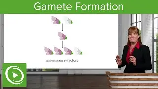 Gamete Formation: Segregation & Meiosis – Genetics | Lecturio