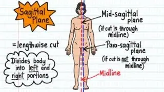 Anatomical Terms - Drawn & Defined (Updated)