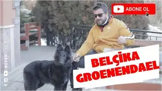 Dog Breeds - Belgium Groenendael
