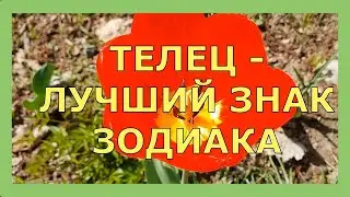 ТЕЛЕЦ - ЛУЧШИЙ ЗНАК ЗОДИАКА. Почему телец лучший знак зодиака. Гороскоп Телец