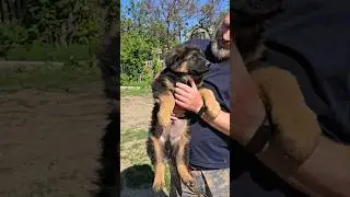 🥰Funny cute fat German Shepherd puppy.