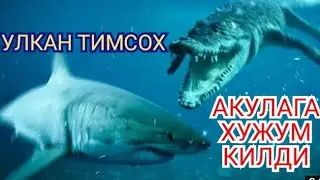 Энг катта ва хавфли тимсох Хайвонлар хакида 
