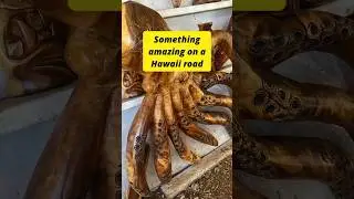 Something Amazing on a Hawaii Road: Tiki Artists & Sculptures