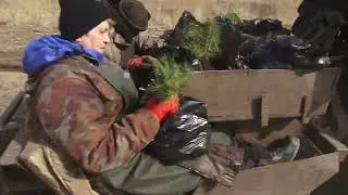 В Воронежской области закончилась весенняя посадка леса