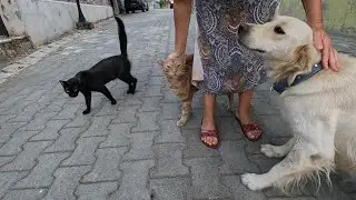 Two cats and a dog compete for us to pet them