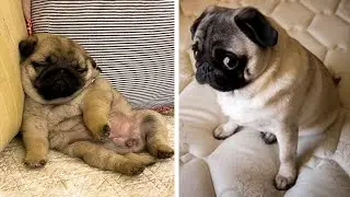 AWW SOO Cute and Funny Pug Puppies - Funniest Pug Ever #13