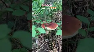 Белые грибы в Сибирском лесу. Грибной поход.🍄‍🟫🌿🍄‍🟫🌿🍄‍🟫#хантымансийск  #белыегрибы #лес