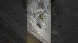 SPIDER vs ISOPOD ~ Who will take VICTORY?!! 🏳️ 