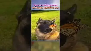 M6A2E1 и M6A2E1 EXP с бабочками