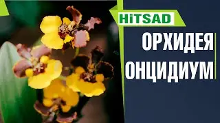 Орхидея онцидиум  🌸 Правила ухода для красивого цветения