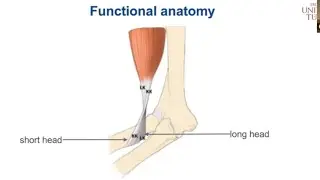 Distal Biceps Tendon Repair