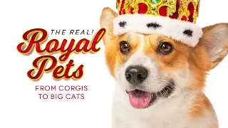 Royal Pets - From Corgis To Big Cats | THE REAL! | GREAT! Free Movies & Shows - Documentary