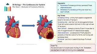 The Cardiovascular System [IB Biology SL/HL]