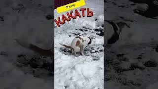 Чихуахуа Зайка хочет какать #shorts #чихуахуа