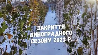 Останній виноград в сезоні 2023 р.