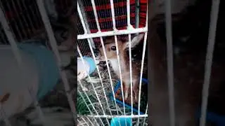 Mik Susu Dulu Xis 