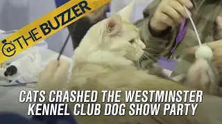 Cats crashed the Westminster Dog Show party