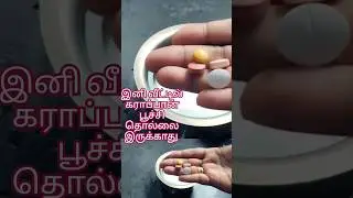 கரப்பான் பூச்சி, பல்லி தொல்லை இனி இல்லை #amazingkitchentips #shortsviral #viraltips